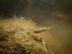 _6080016_DxOcommonthreespinestickleback • <a style="font-size:0.8em;" href="http://www.flickr.com/photos/142691167@N05/41702362275/" target="_blank">View on Flickr</a>