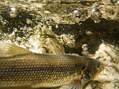 Rainbow smelt • <a style="font-size:0.8em;" href="http://www.flickr.com/photos/142691167@N05/35083739622/" target="_blank">View on Flickr</a>