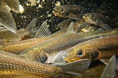 Rainbow smelt spawning run • <a style="font-size:0.8em;" href="http://www.flickr.com/photos/142691167@N05/35208961966/" target="_blank">View on Flickr</a>