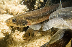 Spawning rainbow smelt with eel elvers • <a style="font-size:0.8em;" href="http://www.flickr.com/photos/142691167@N05/34404910524/" target="_blank">View on Flickr</a>