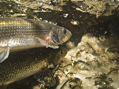 Spawning rainbow smelt • <a style="font-size:0.8em;" href="http://www.flickr.com/photos/142691167@N05/34404911564/" target="_blank">View on Flickr</a>