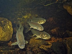 Rainbow smelt • <a style="font-size:0.8em;" href="http://www.flickr.com/photos/142691167@N05/26349257659/" target="_blank">View on Flickr</a>