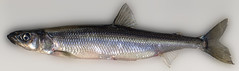 Female rainbow smelt • <a style="font-size:0.8em;" href="http://www.flickr.com/photos/142691167@N05/26349259789/" target="_blank">View on Flickr</a>