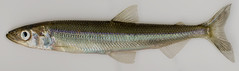 Male rainbow smelt, anadromous form • <a style="font-size:0.8em;" href="http://www.flickr.com/photos/142691167@N05/38071482606/" target="_blank">View on Flickr</a>