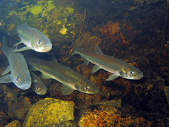 Rainbow smelt during spawning migration • <a style="font-size:0.8em;" href="http://www.flickr.com/photos/142691167@N05/26349258049/" target="_blank">View on Flickr</a>
