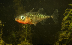 Male threespine stickleback • <a style="font-size:0.8em;" href="http://www.flickr.com/photos/142691167@N05/24273924198/" target="_blank">View on Flickr</a>