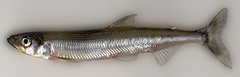 mcnab dwarf male 1200dpi-2b • <a style="font-size:0.8em;" href="http://www.flickr.com/photos/142691167@N05/26349259099/" target="_blank">View on Flickr</a>