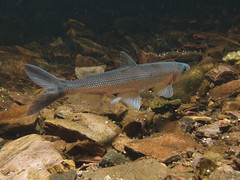 Male rainbow smelt, freshwater form • <a style="font-size:0.8em;" href="http://www.flickr.com/photos/142691167@N05/26349260489/" target="_blank">View on Flickr</a>