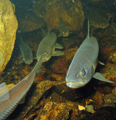 Rainbow smelt • <a style="font-size:0.8em;" href="http://www.flickr.com/photos/142691167@N05/37416693884/" target="_blank">View on Flickr</a>