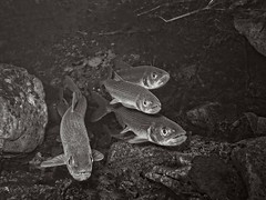Rainbow smelt monochrome • <a style="font-size:0.8em;" href="http://www.flickr.com/photos/142691167@N05/26349257479/" target="_blank">View on Flickr</a>