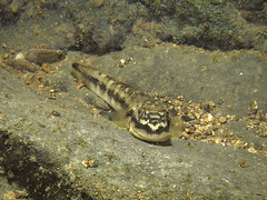 Sicydium punctatum #2 • <a style="font-size:0.8em;" href="http://www.flickr.com/photos/142691167@N05/24382703428/" target="_blank">View on Flickr</a>