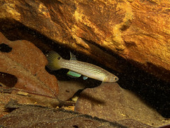 Anablepsoides hartii #2 • <a style="font-size:0.8em;" href="http://www.flickr.com/photos/142691167@N05/38222307432/" target="_blank">View on Flickr</a>