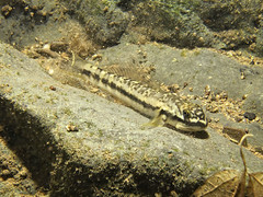 Sicydium punctatum #1 • <a style="font-size:0.8em;" href="http://www.flickr.com/photos/142691167@N05/26477904139/" target="_blank">View on Flickr</a>