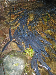 Rainbow smelt spawning migration • <a style="font-size:0.8em;" href="http://www.flickr.com/photos/142691167@N05/26349258369/" target="_blank">View on Flickr</a>