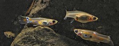 Wild guppies • <a style="font-size:0.8em;" href="http://www.flickr.com/photos/142691167@N05/38199619396/" target="_blank">View on Flickr</a>
