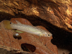 Anablepsoides hartii #1 • <a style="font-size:0.8em;" href="http://www.flickr.com/photos/142691167@N05/38253846631/" target="_blank">View on Flickr</a>