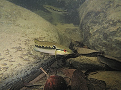 Crenicichla frenata #1 • <a style="font-size:0.8em;" href="http://www.flickr.com/photos/142691167@N05/37543499754/" target="_blank">View on Flickr</a>