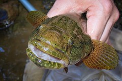 Gobiomorus dormitor • <a style="font-size:0.8em;" href="http://www.flickr.com/photos/142691167@N05/26349461119/" target="_blank">View on Flickr</a>