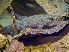 Hoplias malabaricus • <a style="font-size:0.8em;" href="http://www.flickr.com/photos/142691167@N05/26349651219/" target="_blank">View on Flickr</a>
