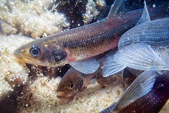 Spawning rainbow smelt with eel elvers • <a style="font-size:0.8em;" href="http://www.flickr.com/photos/142691167@N05/34404910524/" target="_blank">View on Flickr</a>
