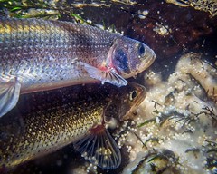 Spawning rainbow smelt • <a style="font-size:0.8em;" href="http://www.flickr.com/photos/142691167@N05/34404911564/" target="_blank">View on Flickr</a>
