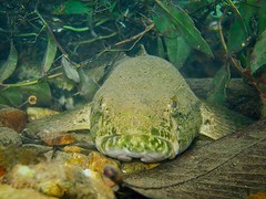 Trinidad5 018_Gobiomorus_Oct2017edit • <a style="font-size:0.8em;" href="http://www.flickr.com/photos/142691167@N05/38126227271/" target="_blank">View on Flickr</a>