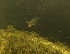 Threespine stickleback img_1281 • <a style="font-size:0.8em;" href="http://www.flickr.com/photos/142691167@N05/27267598647/" target="_blank">View on Flickr</a>