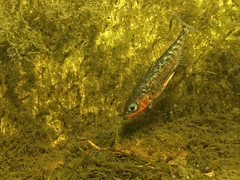 Threespine stickleback img_1276 • <a style="font-size:0.8em;" href="http://www.flickr.com/photos/142691167@N05/42091840252/" target="_blank">View on Flickr</a>