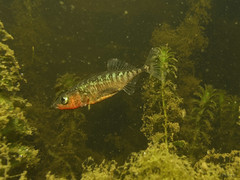 Male Threespine Stickleback img_1279 • <a style="font-size:0.8em;" href="http://www.flickr.com/photos/142691167@N05/27267598797/" target="_blank">View on Flickr</a>