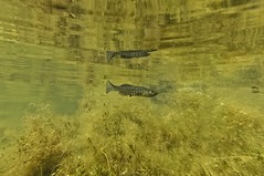 Black banded killifish • <a style="font-size:0.8em;" href="http://www.flickr.com/photos/142691167@N05/41237562665/" target="_blank">View on Flickr</a>