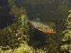 1279_dxostickle-800