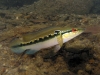 crenicichla-with-babies0630