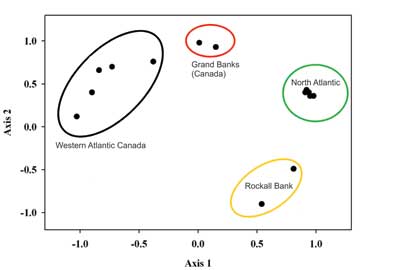Figure 1. PCA plot showing genetic relationships among Atlantic Wolffish populations based on microsatellite data.See McCusker and Bentzen, 2010,Molecular Ecology 19(19):4228-4241, for more information.