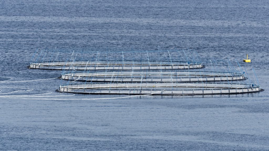salmon farming pen