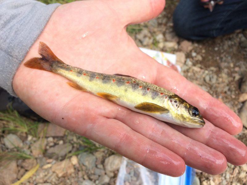 salmon parr