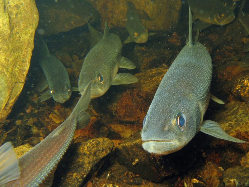 Rainbow smelt