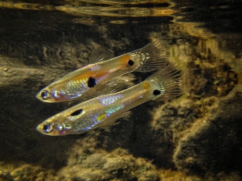 Aripo Guppies