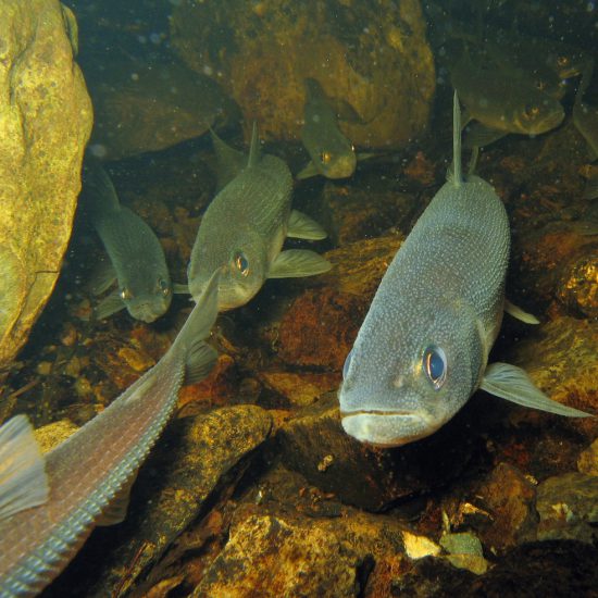 Rainbow smelt