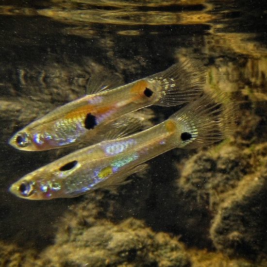 Aripo Guppies